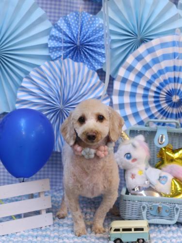 20231130きなこくん